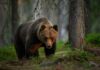 VIDEO: 6,000+ Bear Calls — What Changed? Brown bear walking through a forest