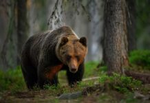 VIDEO: 6,000+ Bear Calls — What Changed? Brown bear walking through a forest