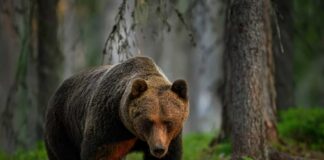 Brown bear walking through a forest