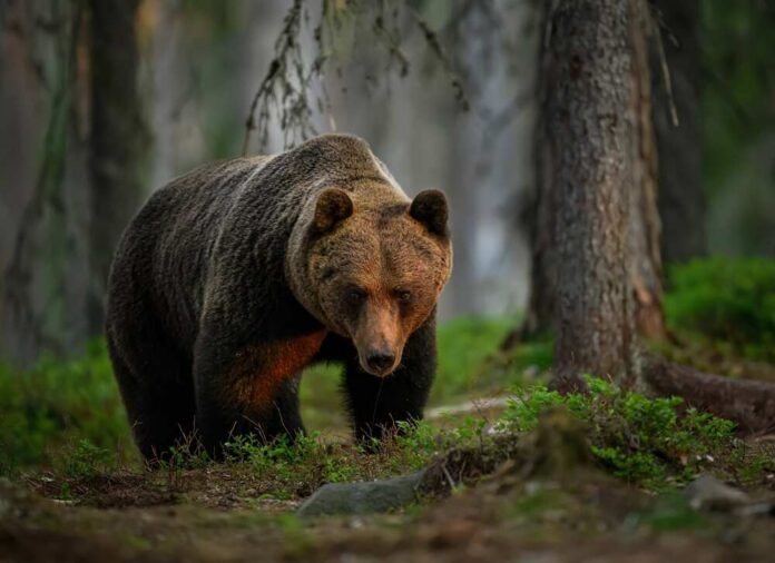 Wild,Brown,Bear,(,Ursus,Arctos,) Brown bear walking through a forest