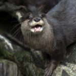VIDEO: Otter Ambush Turns Swim Terrifying
