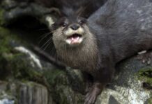VIDEO: Otter Ambush Turns Swim Terrifying