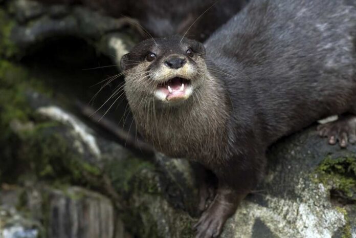 An,Otter,Washes,Its,Food,In,A,Small,Pond.